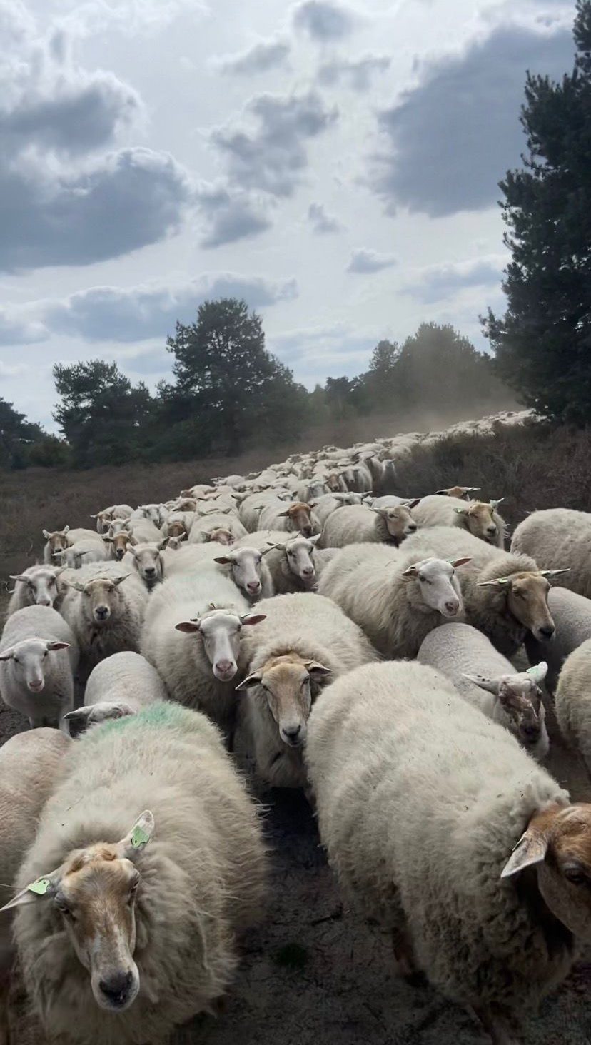 Kempische Heideschapen van dichtbij, onderweg over de heide