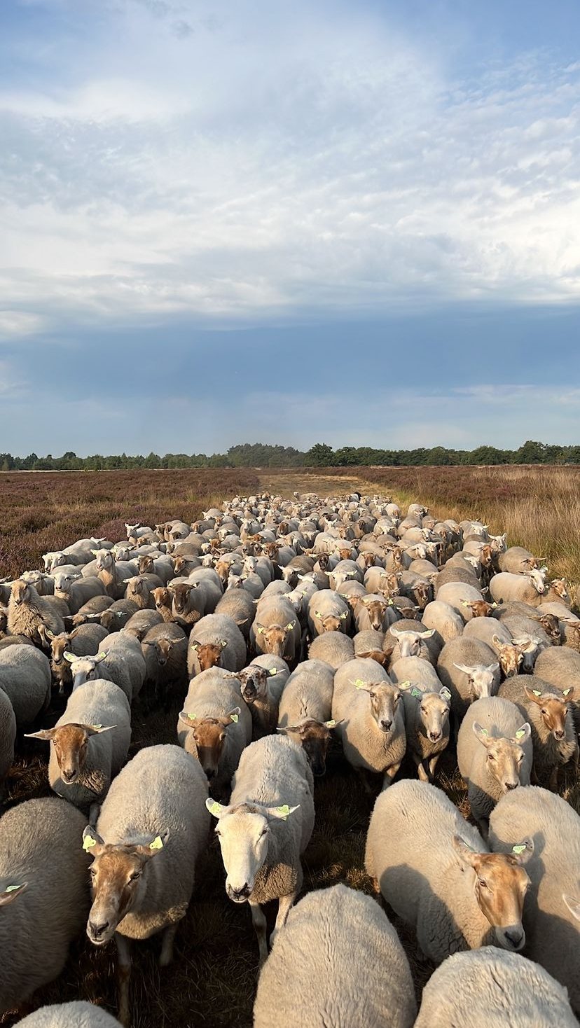 Kudde Kempische Heideschapen loopt over de bloeiende heide